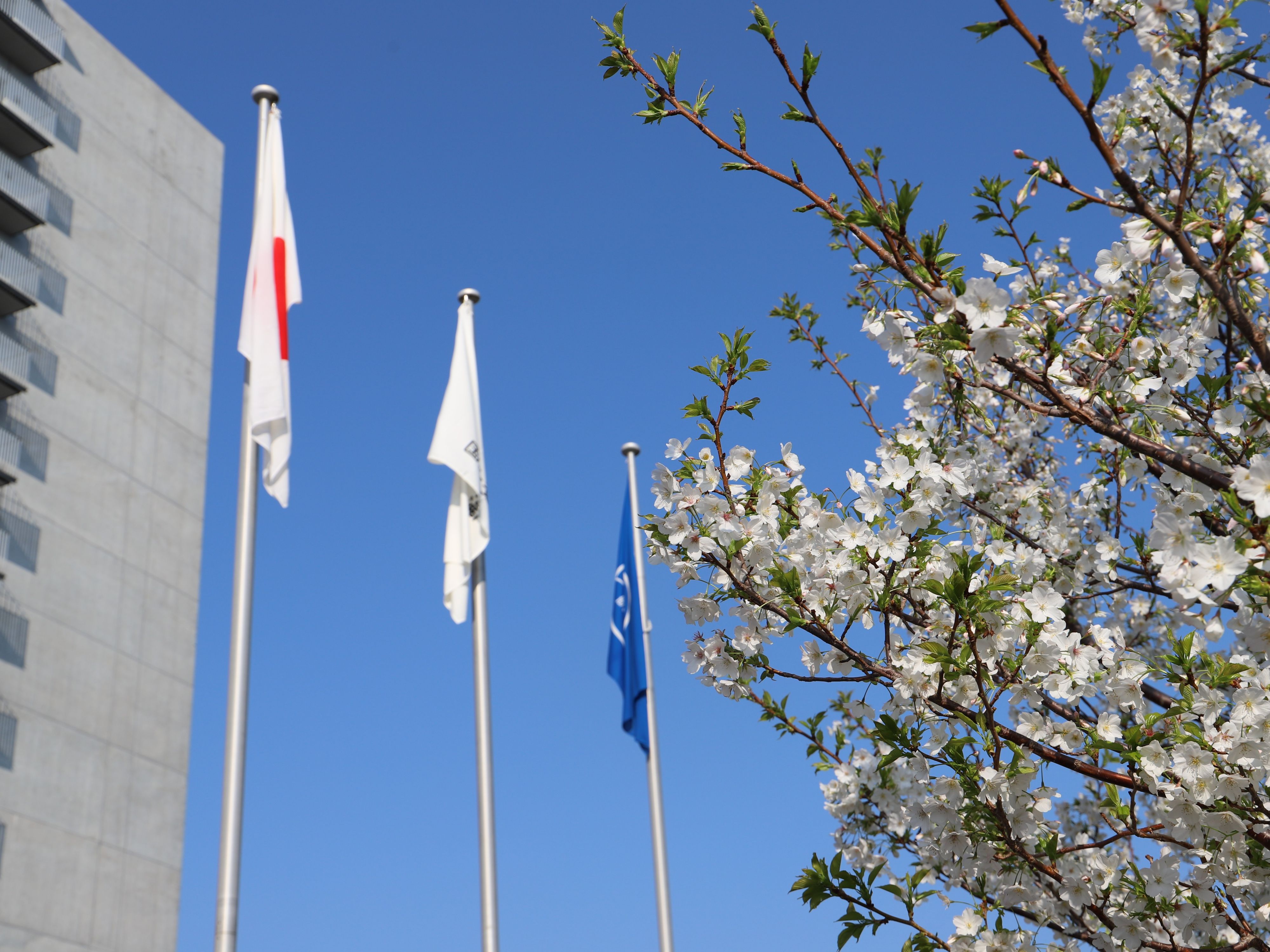 20260403_旗と桜.JPG